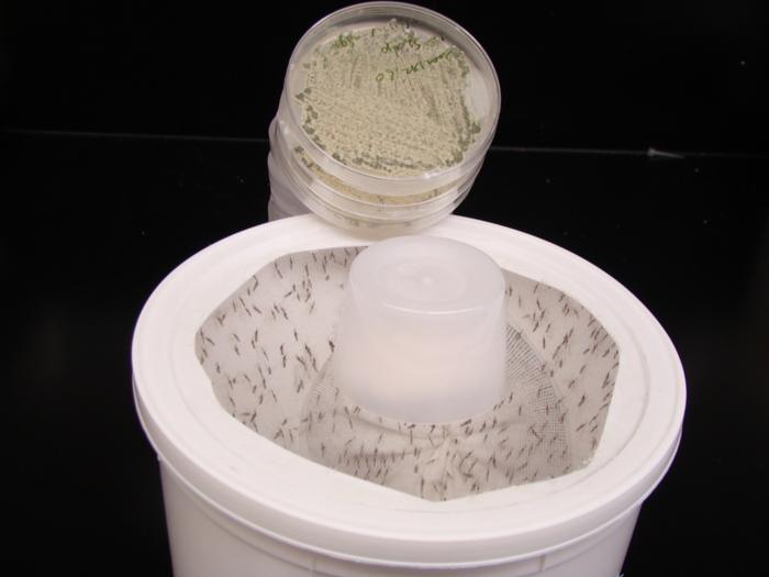 Engineered Sweet-Smelling Fungus Lures Mosquitoes to Their Death