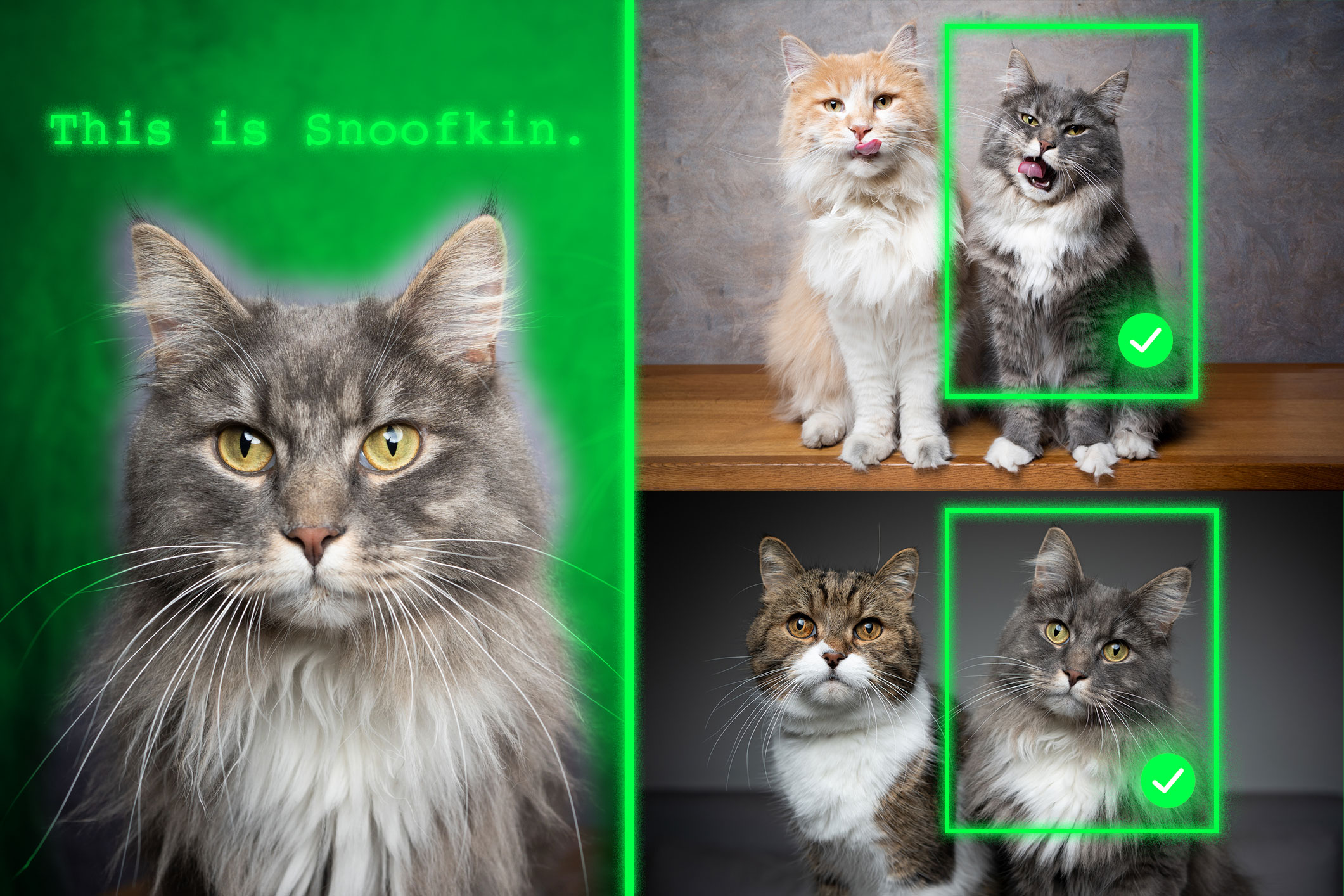 Method teaches generative AI models to locate personalized objects | MIT News