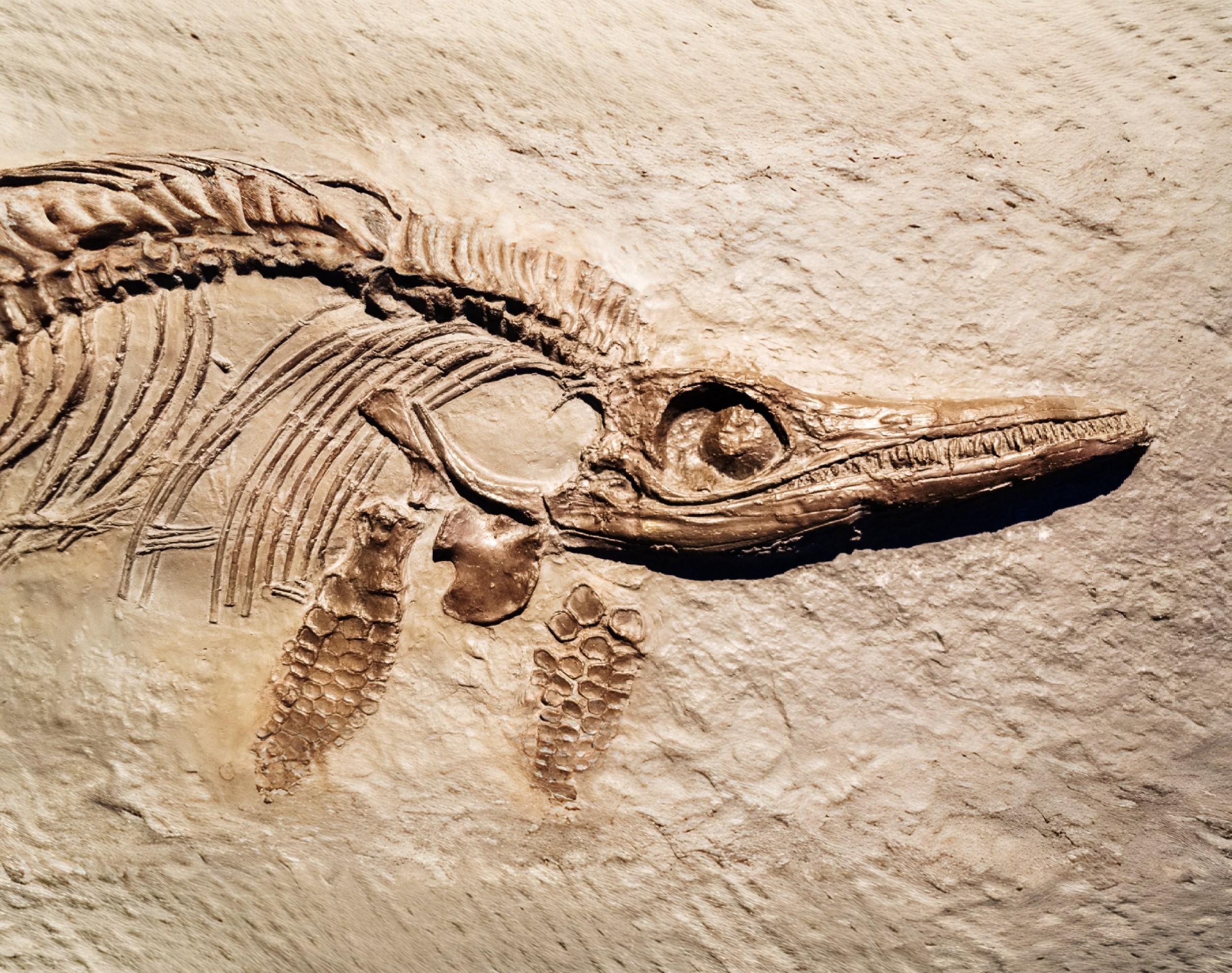 Ancient sea animals may have used magnetic particles to navigate