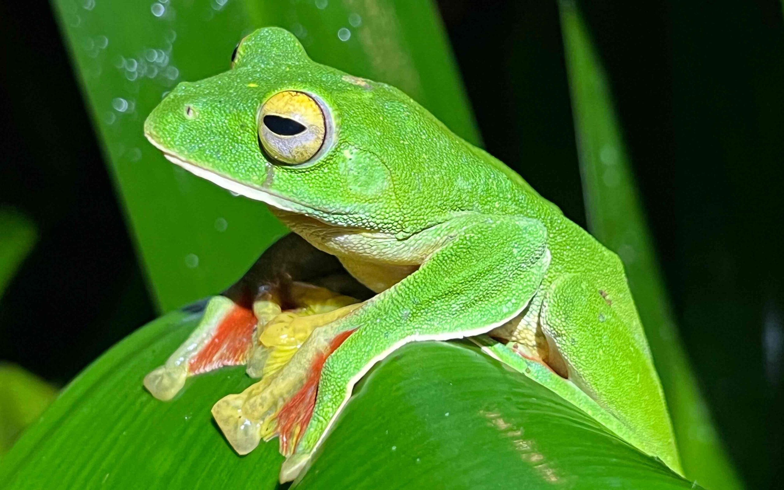 Extinction rates have slowed across many plant and animal groups, study shows