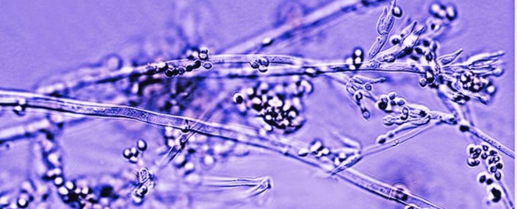 Bandages Made From Living Fungi Could Be The Future of Wound Healing : ScienceAlert