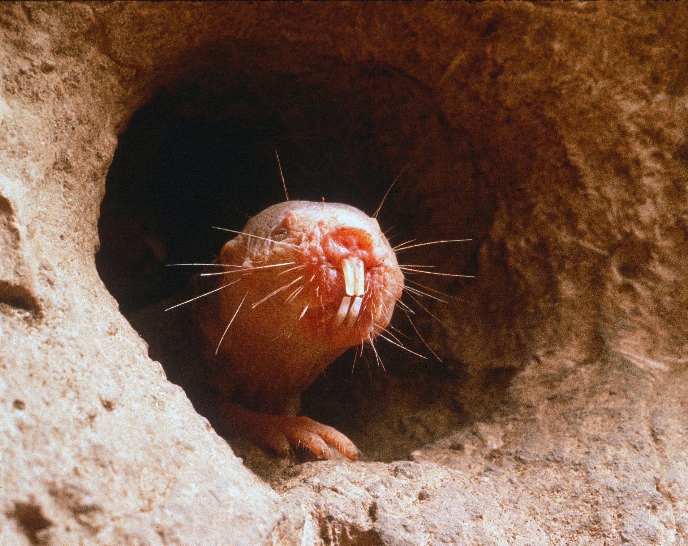 How mole rats switch on DNA repair to beat aging