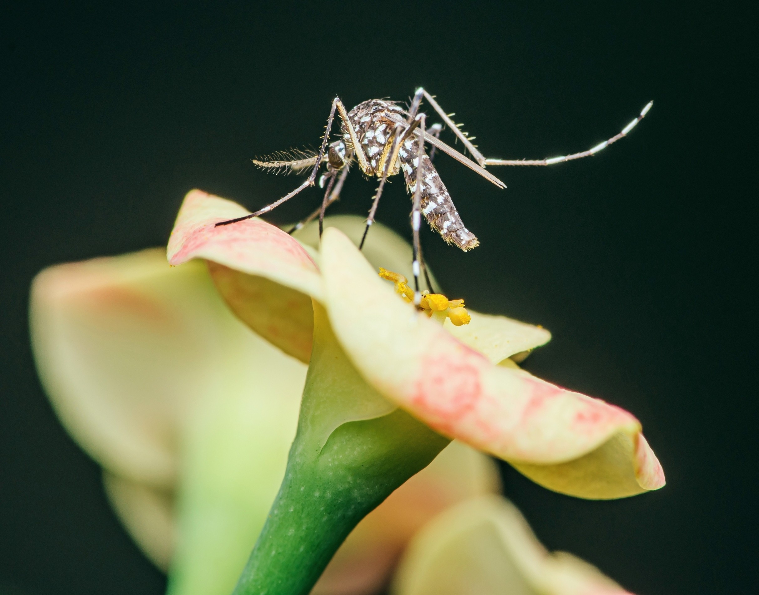 Fungus that smells like flowers could help wipe out mosquitoes