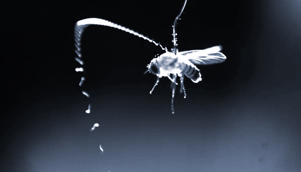 Parasitic worms rely on static electricity to find prey in midair