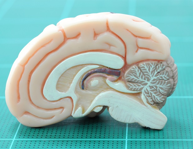 Scientists explore natural hypothermic states as therapy for brain injury