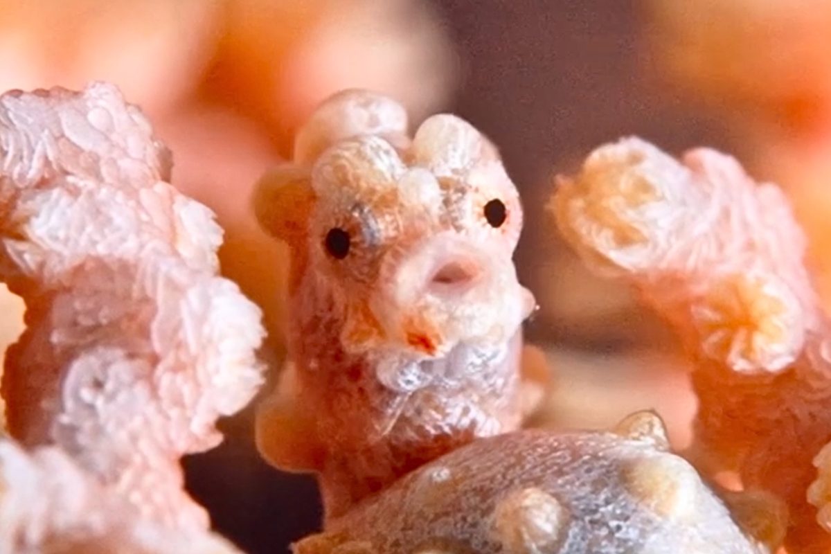 “One of the ocean’s best kept secrets”: adorable pygmy seahorse filmed hiding in coral reef