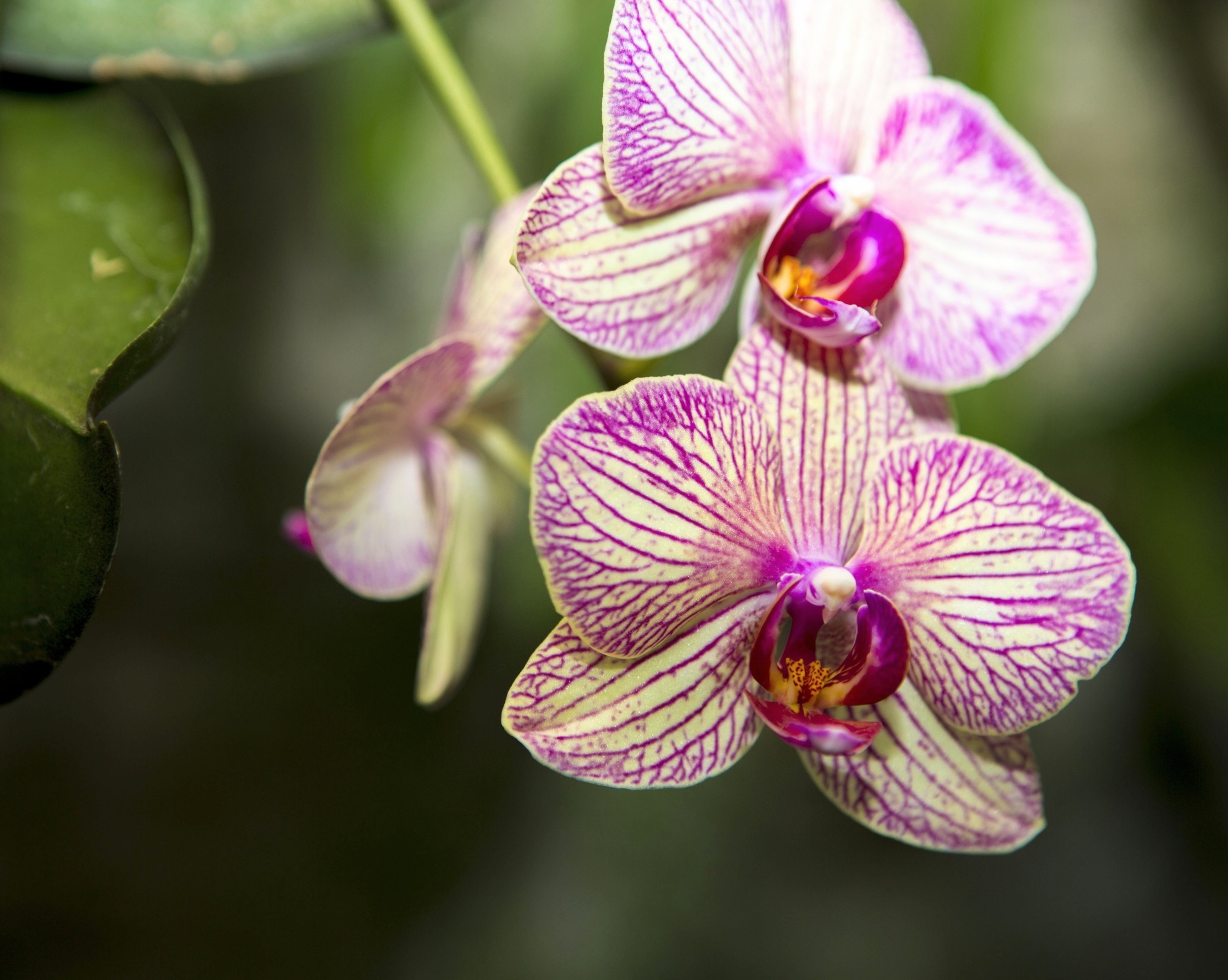 Fungi in deadwood help orchids grow in the dark