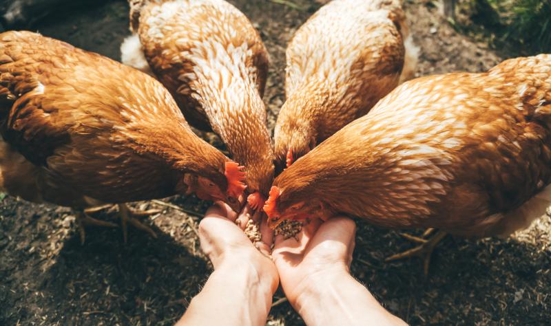 Review: Human H5N1 avian flu cases can be asymptomatic, and the virus likely spreads among people