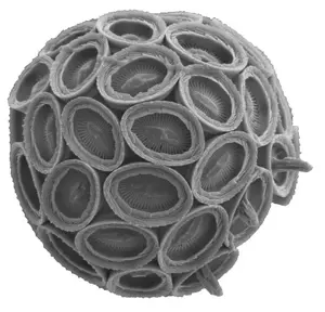 Tiny architects, titanic climate impact: scientists call for October 10 to become International Coccolithophore Day