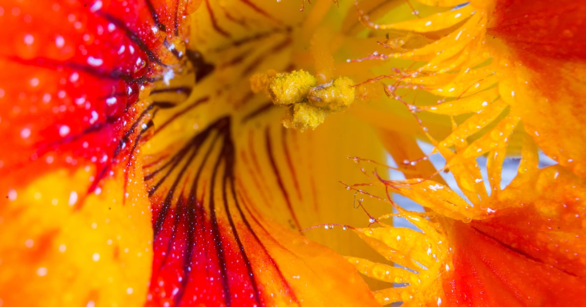 US study connects Tropaeolum majus extract to skin-aging improvements