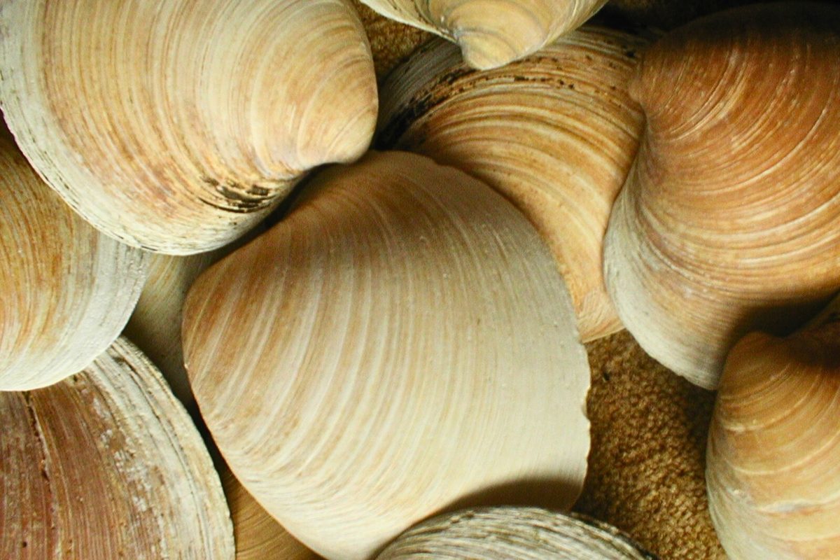 Oldest living animal ever found suggests Atlantic Ocean is close to tipping point, say scientists