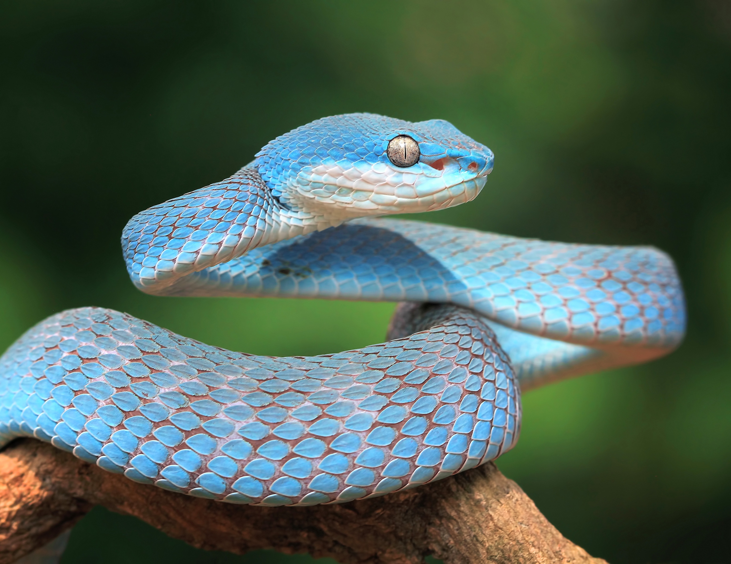 Outsmarting disease: Why snakes and other reptiles pee crystals