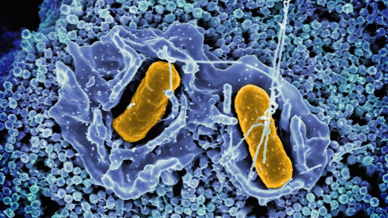Novel Salmonella Vaccine Shows Promise in Clinical Trial