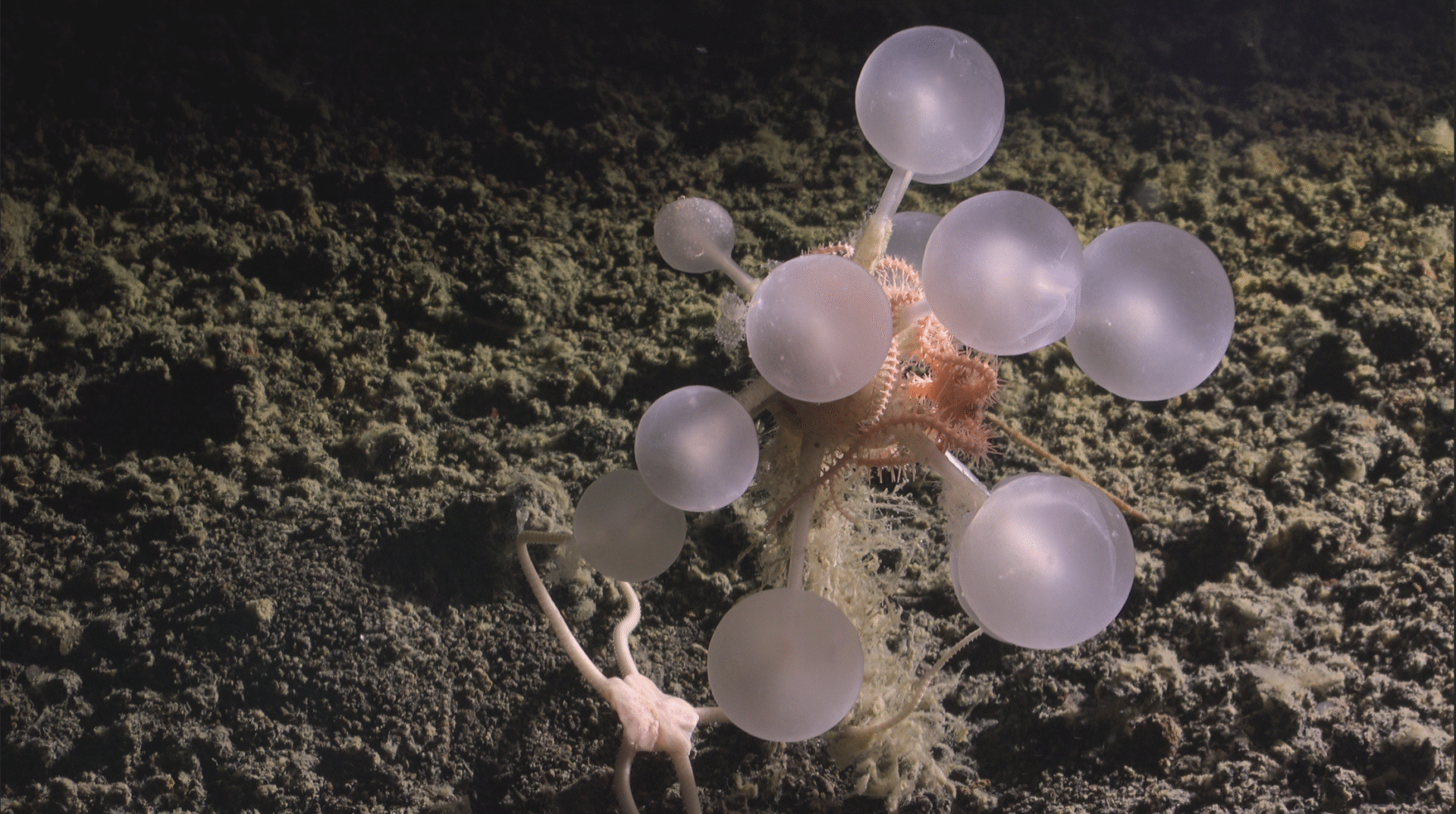 Carnivorous “death-ball” sponge among new deep-sea species