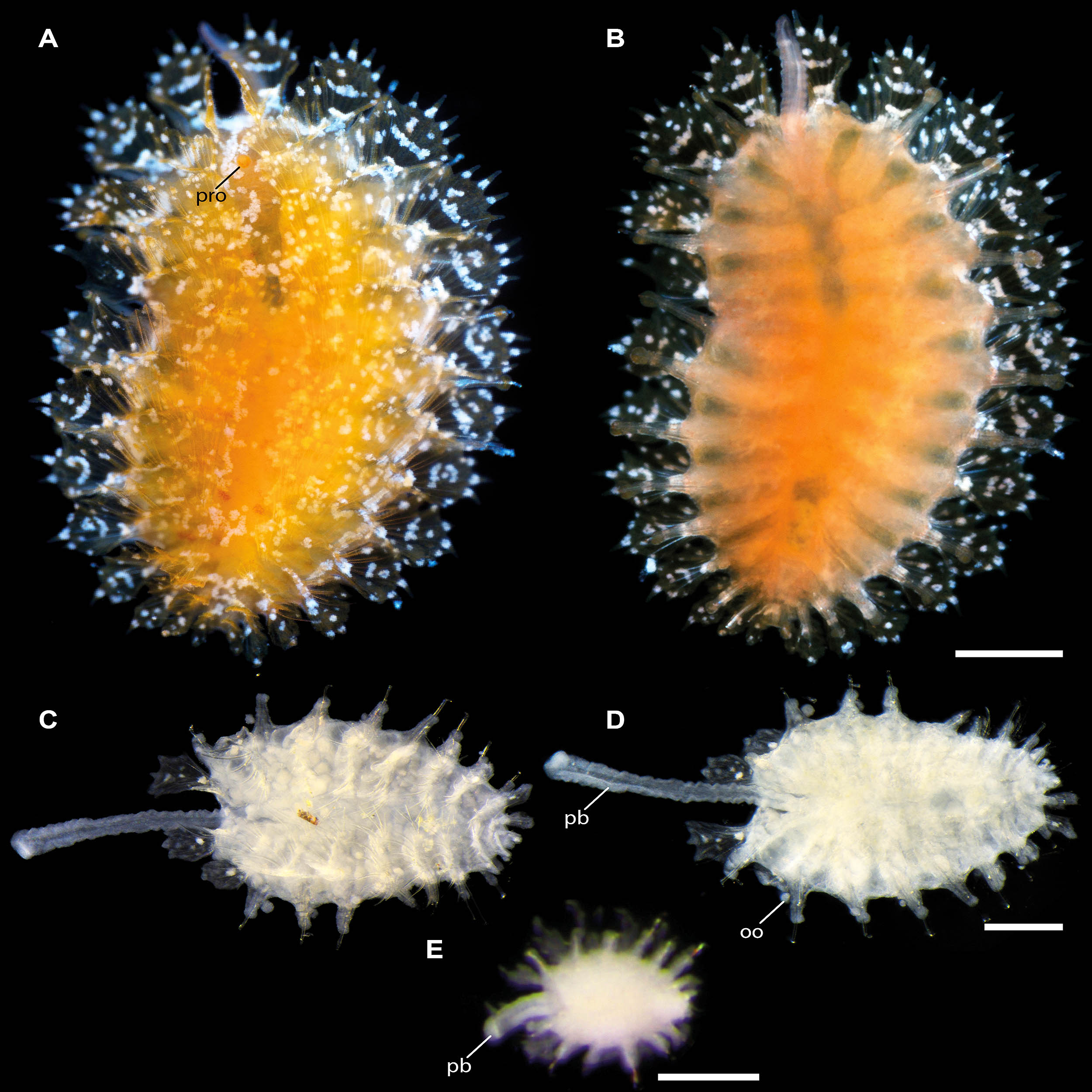 Scientists are racing to name ocean species before they vanish