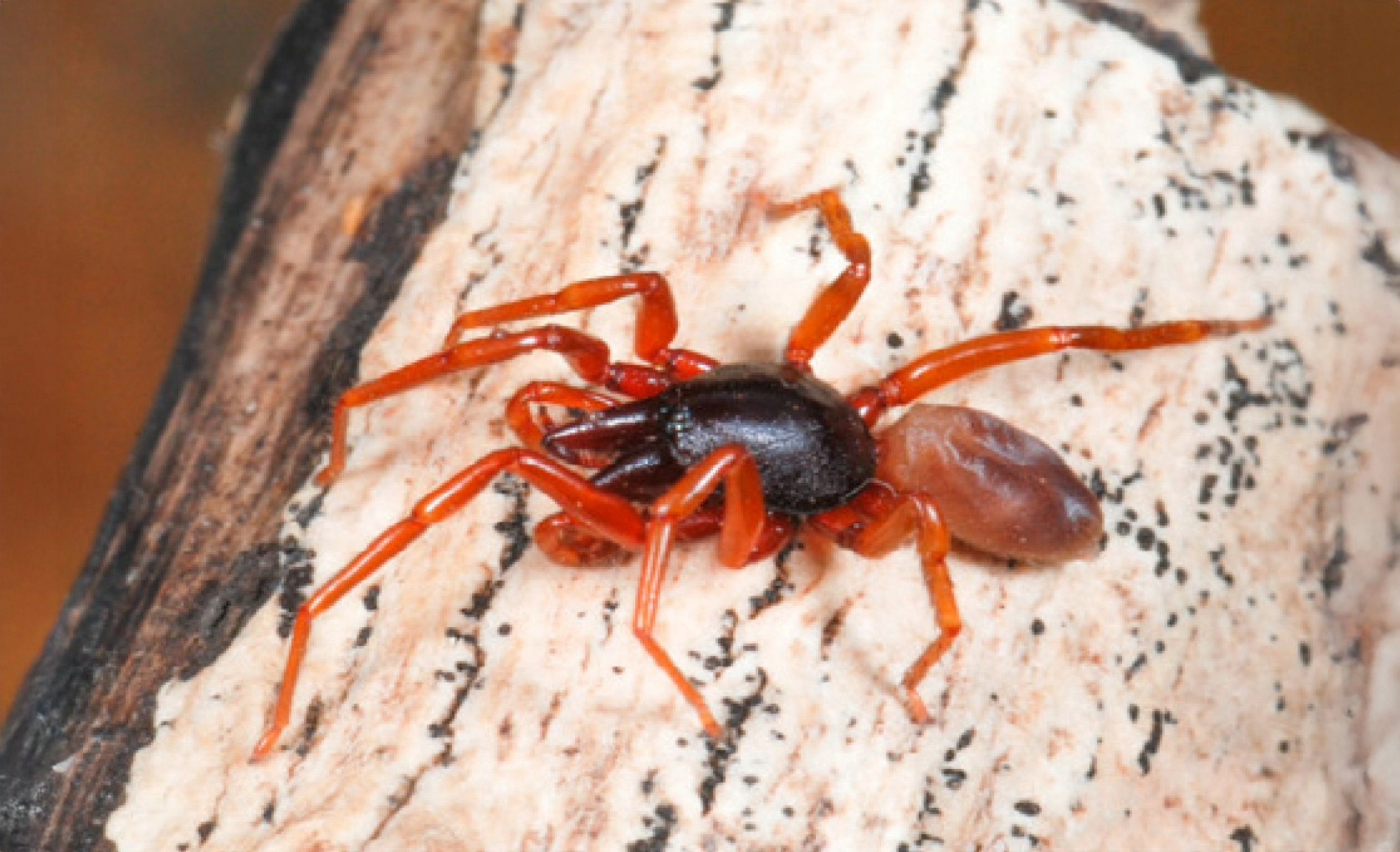 Small island spider sheds unnecessary DNA to survive