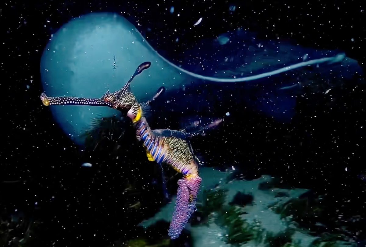 Night diver has “shock of lifetime” as immense animal swims out of darkness in Australia
