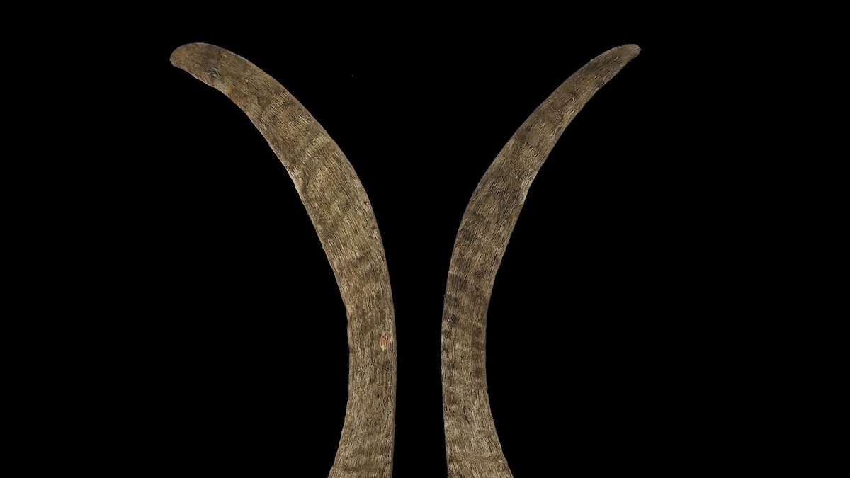 World’s longest woolly rhino horn discovered in melting Siberian permafrost