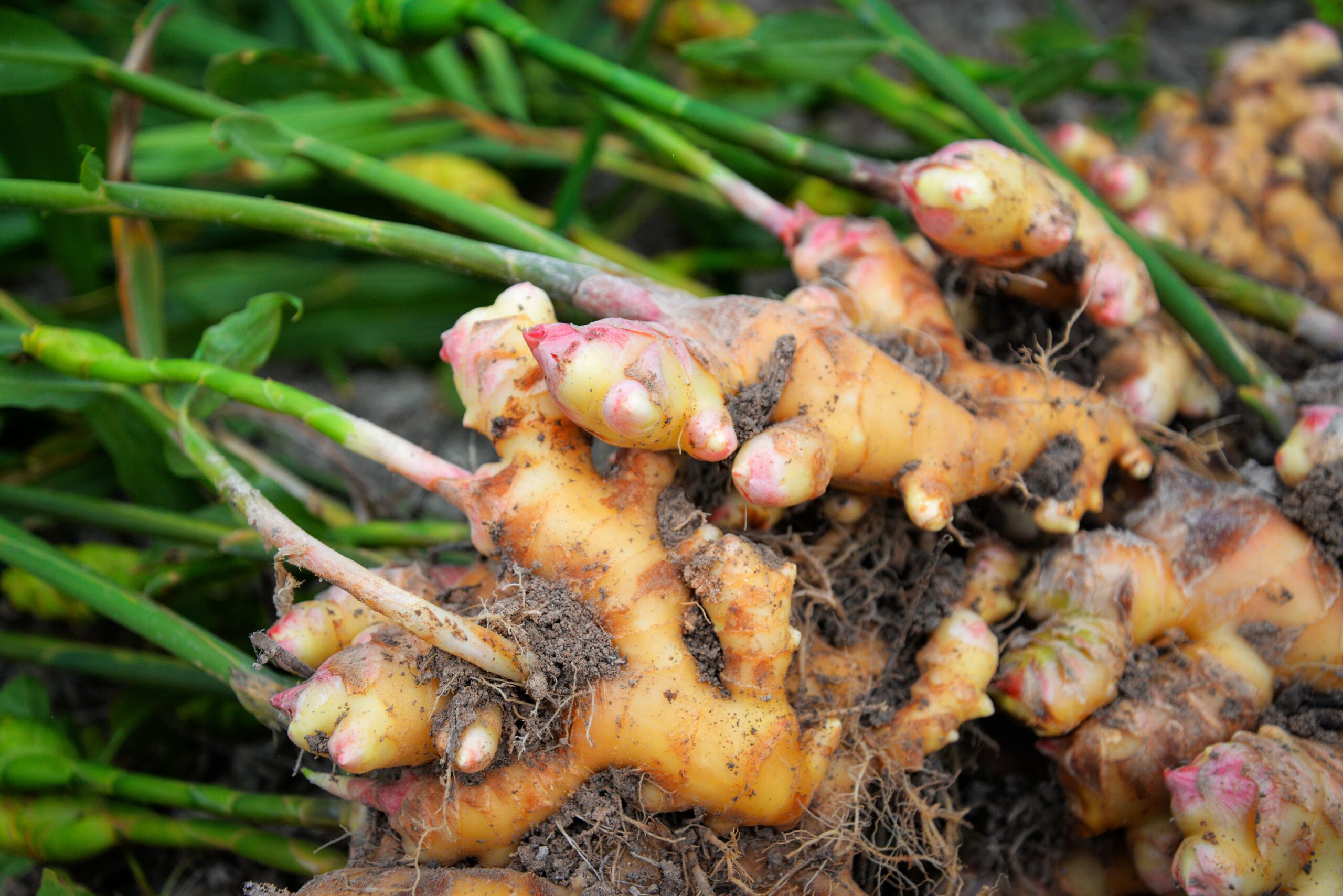 Profiling Pathogen-Induced Stress in Ginger Using Chromatographic Techniques