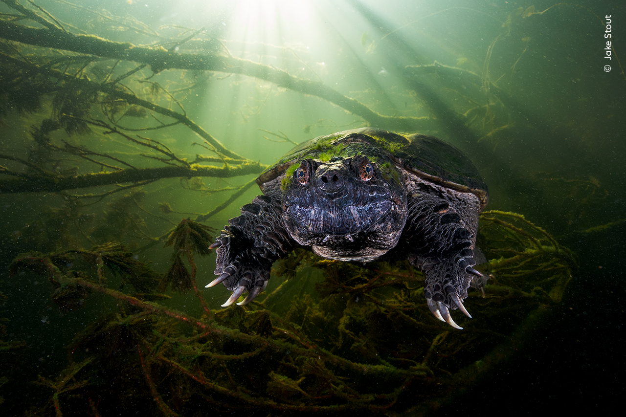 The Welcoming Turtle | Wildlife Photographer of the Year