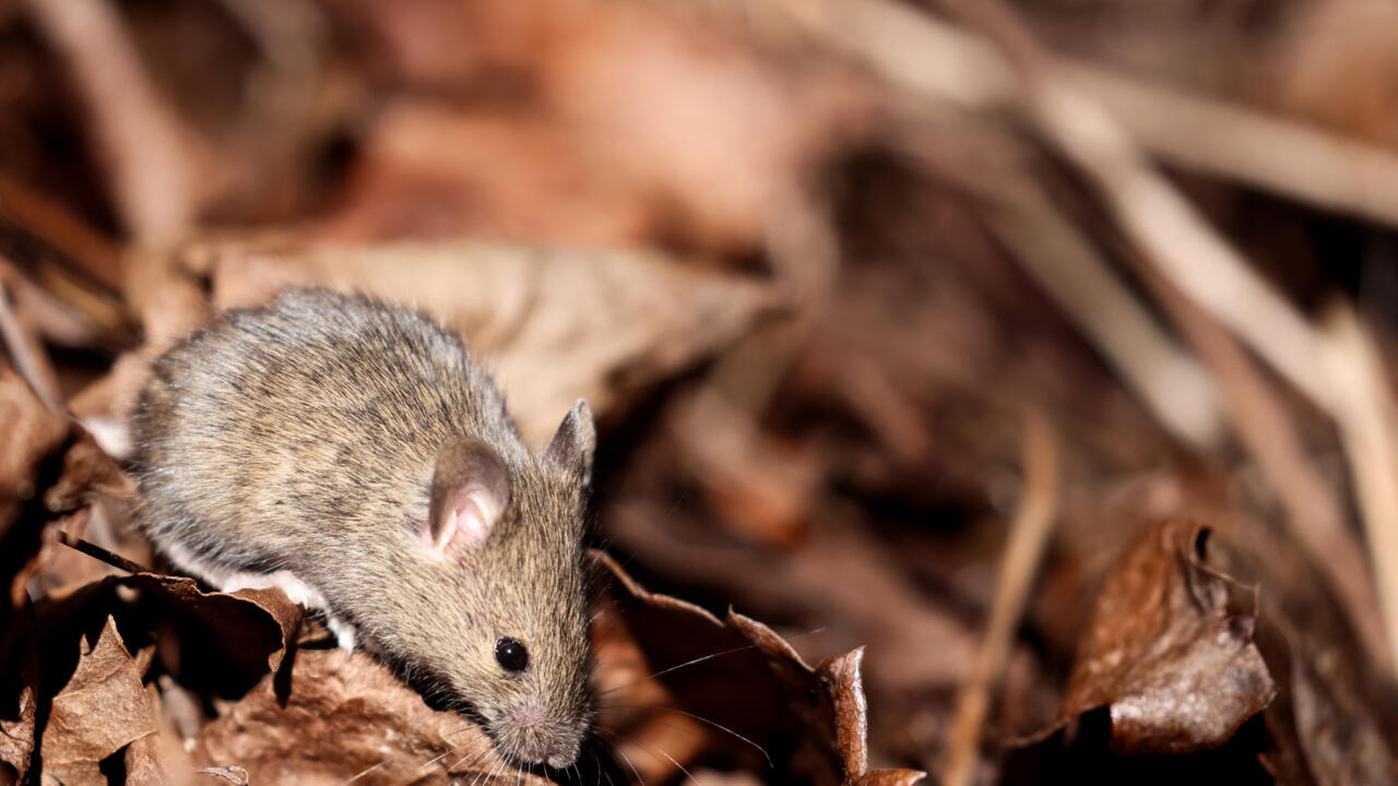 Covid virus changes sperm in mice, may raise anxiety in offspring: study