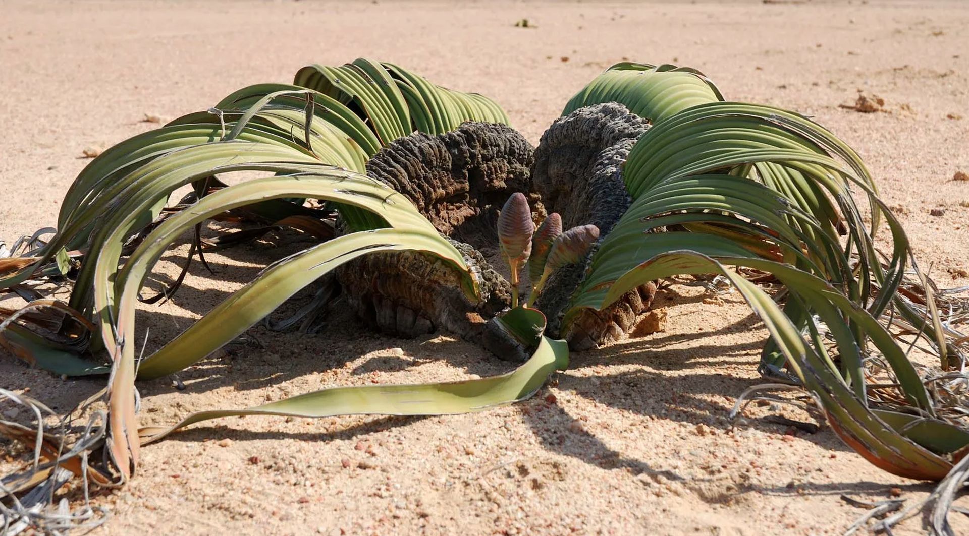 AI Helps Decode The Epigenetic ‘off-switch’ In An Ugly Plant That Lives For 3,000 Years