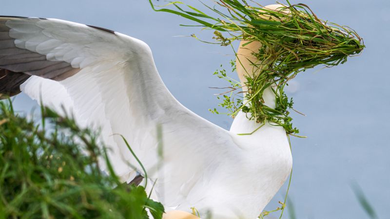 Nikon Comedy Wildlife Awards finalists announced