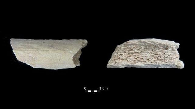 Neanderthal Bone in Crimea Traced to Siberian Origins