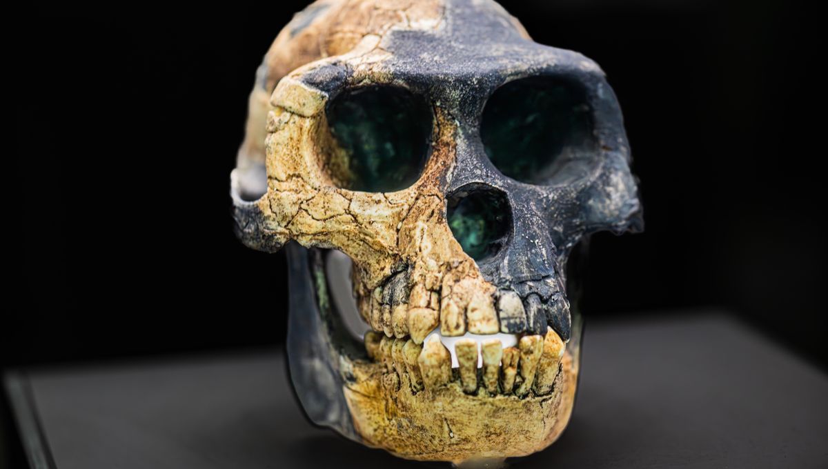 4.4-Million-Year-Old Ankle Bone Suggests Humans Evolved From African Ape-Like Ancestor