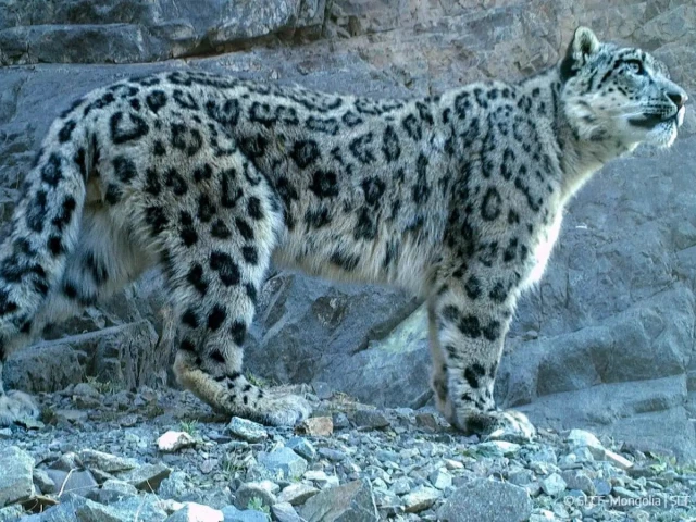 Renewed resolve to protect Pakistan’s 155 endangered mountain cats
