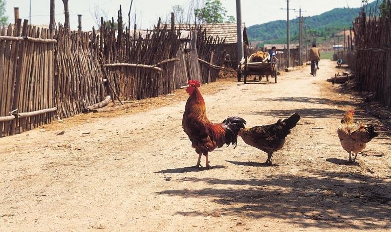Cambodia tracks H5N1 in young girl, as China sees more H9N2 cases