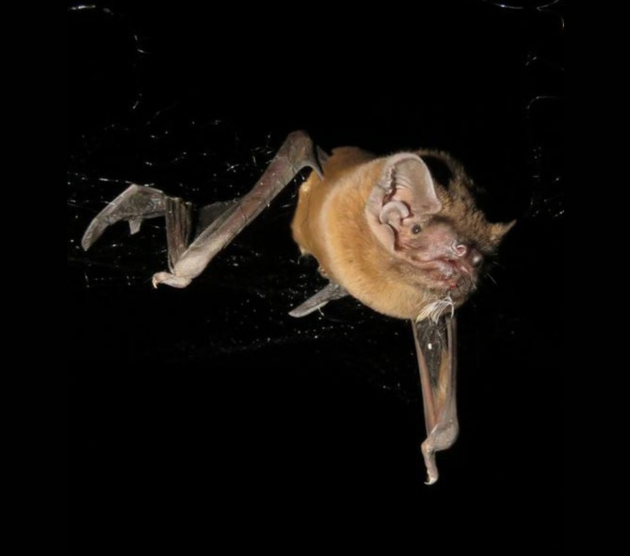 Giant bat catches and eats birds midflight