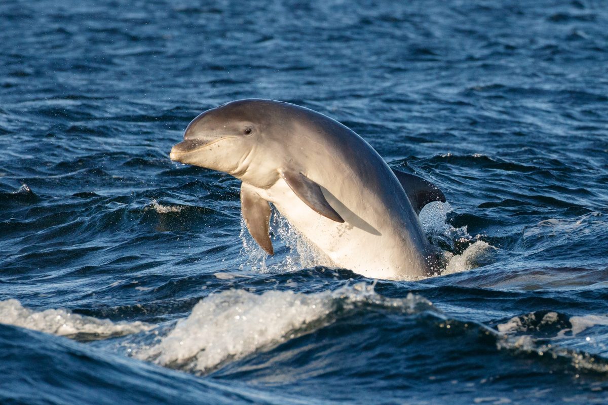 Disoriented dolphins are stranding more often – and scientists say a disturbing cause is emerging