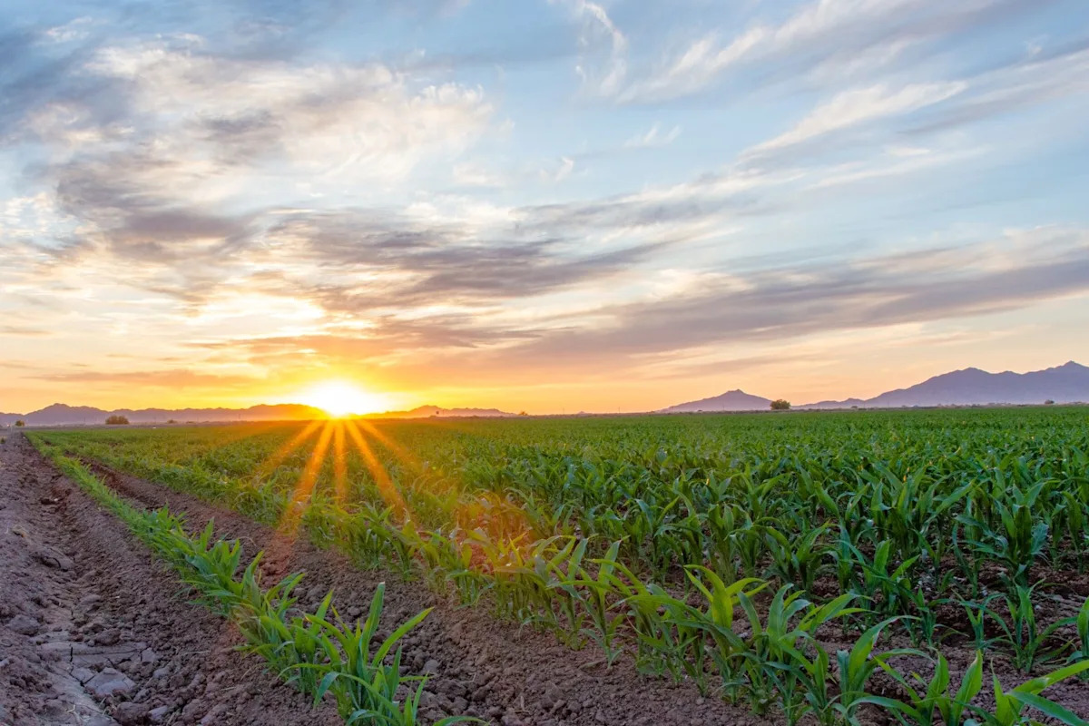 Researchers develop incredible ‘soft robot’ that could revolutionize agriculture: ‘Fascinating’