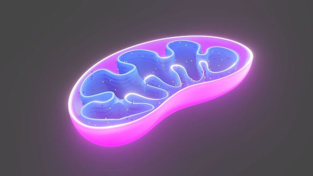 How Cancer Cells Evade Venetoclax via Mitochondrial Changes
