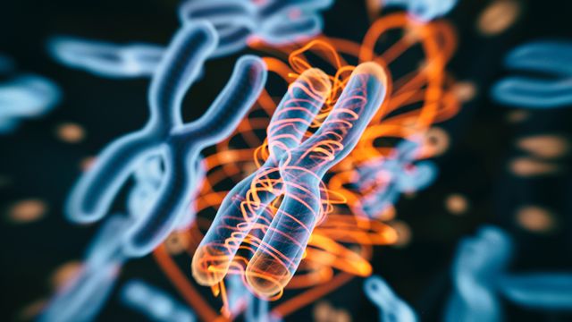 Scientists Solve Mystery of Human Chromosome Fusions