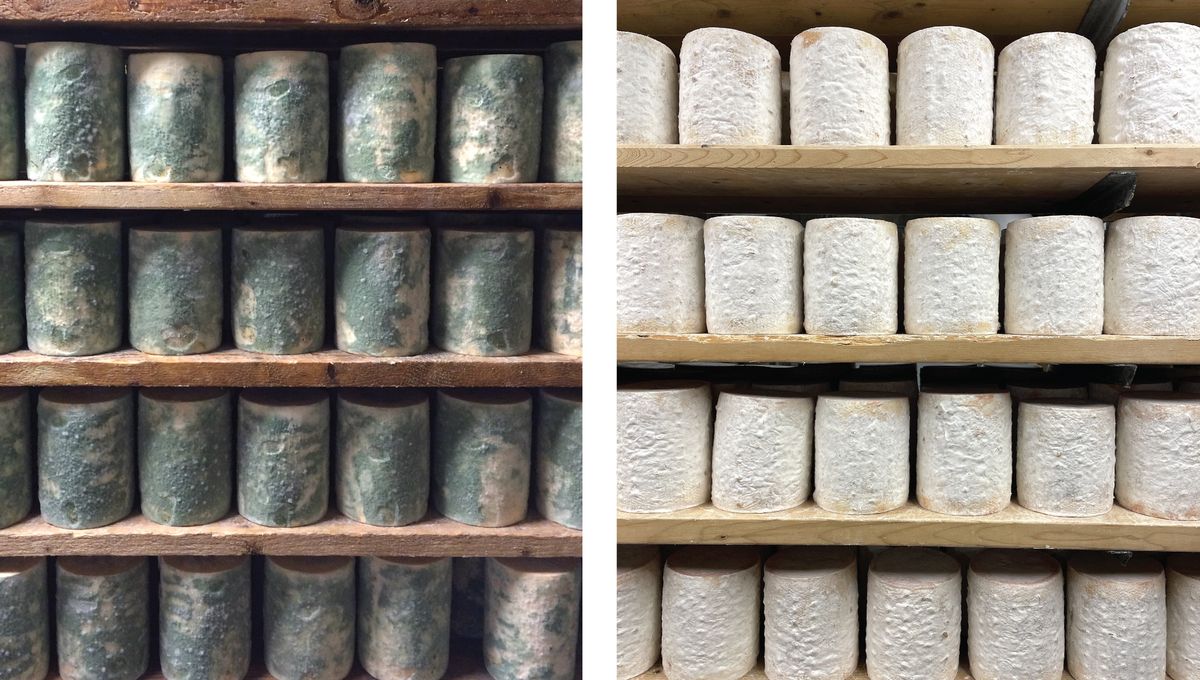 Cheese Cave Fungi Help Scientists See Evolution In Real Time