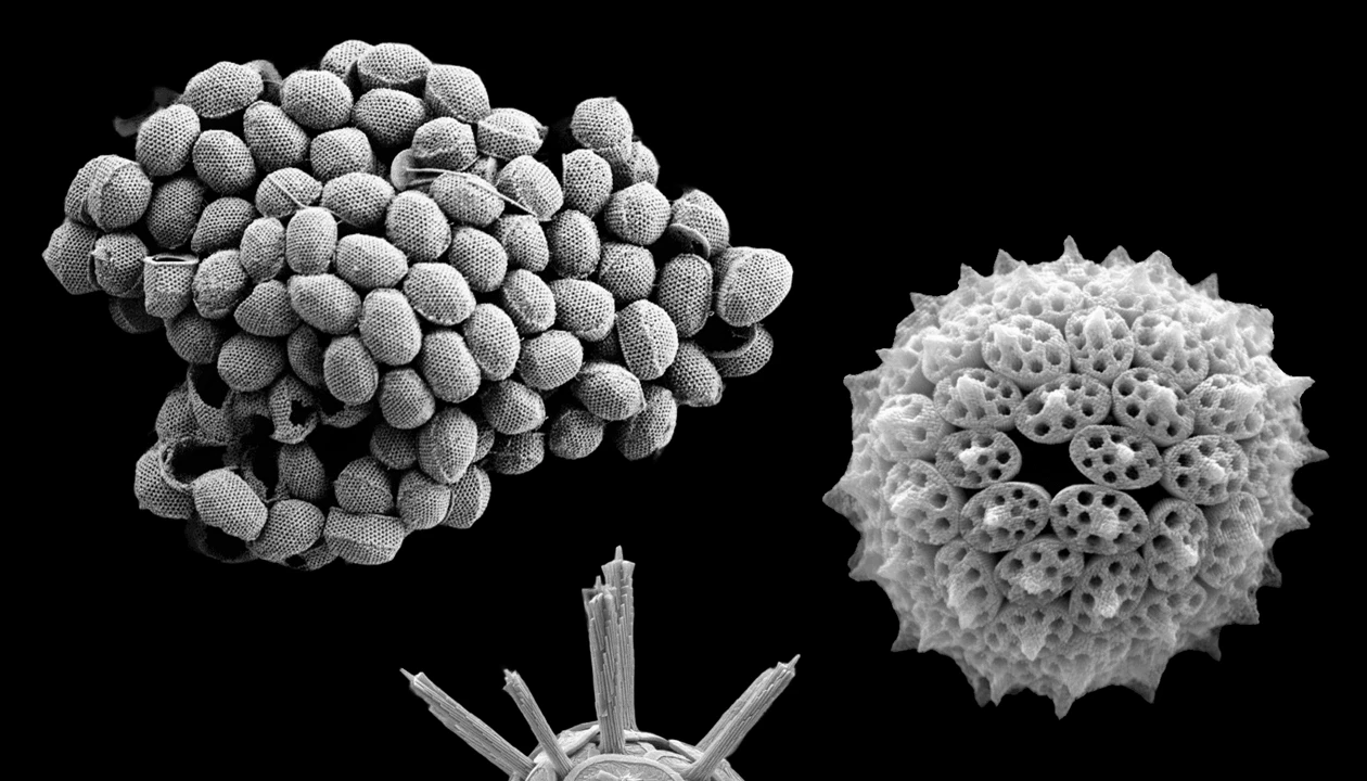 Chemistry in Pictures: Tiny ocean engineers