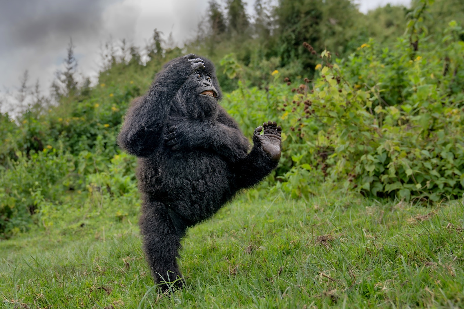 Nikon Comedy Wildlife Photography Awards 2025 – Finalists – ABC News – Breaking News, Latest News and Videos