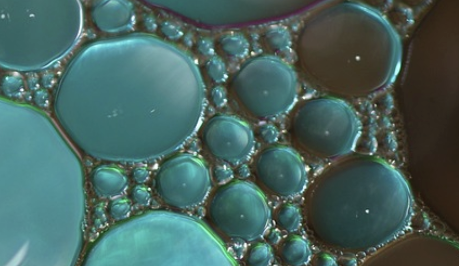 Serotonin-Generating Gut Microbes are ID’ed, May Aid IBS Treatment