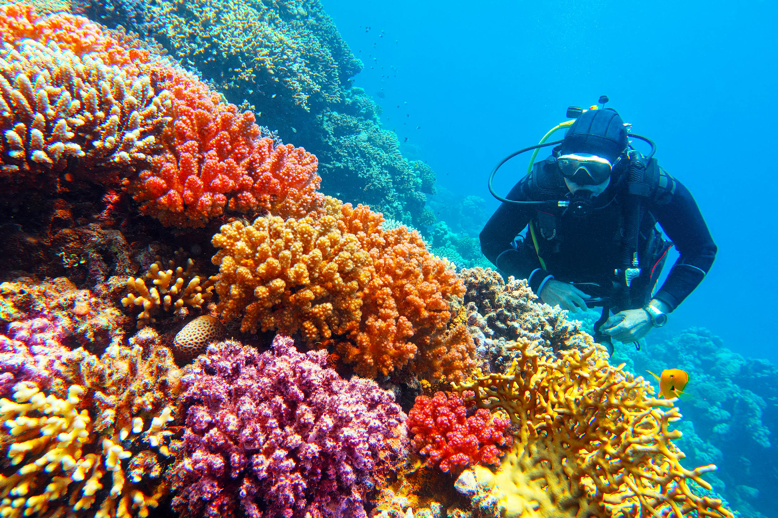 Corals fine-tune their chemistry to survive in today’s acidic seas