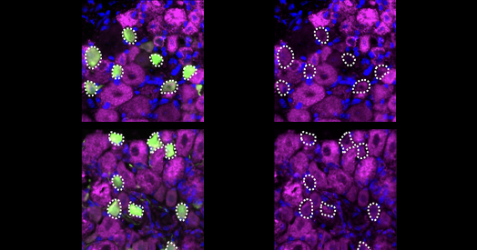 Neurons modulate sensitivity via electron transport chain