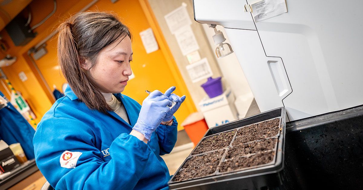 Making Yeast More Efficient ‘Cell Factories’ for Producing Valuable Plant Compounds