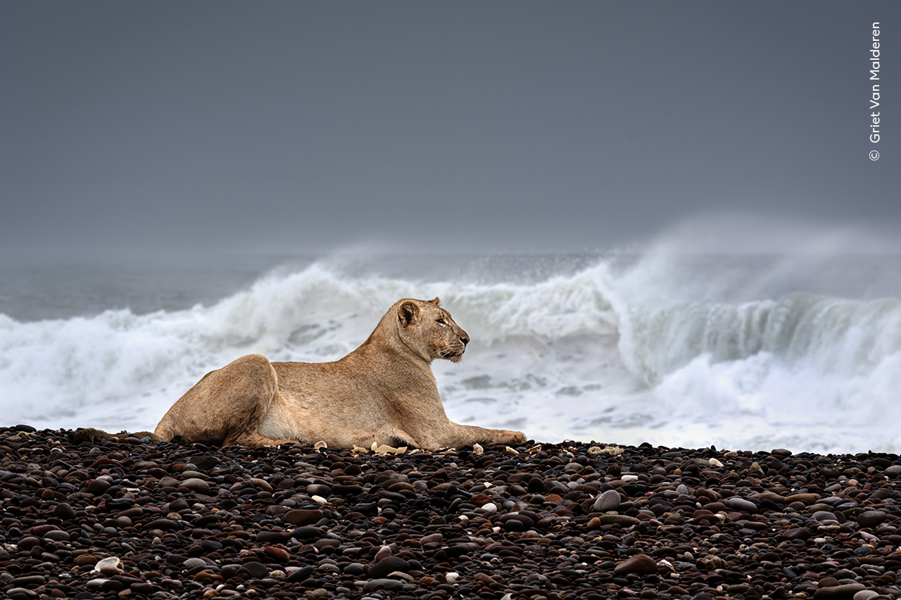 Ocean Lion | Wildlife Photographer of the Year