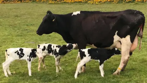 Aalin Dairy An adult black and white cow stands in a field next to three small calves. One is feeding from it's mother.