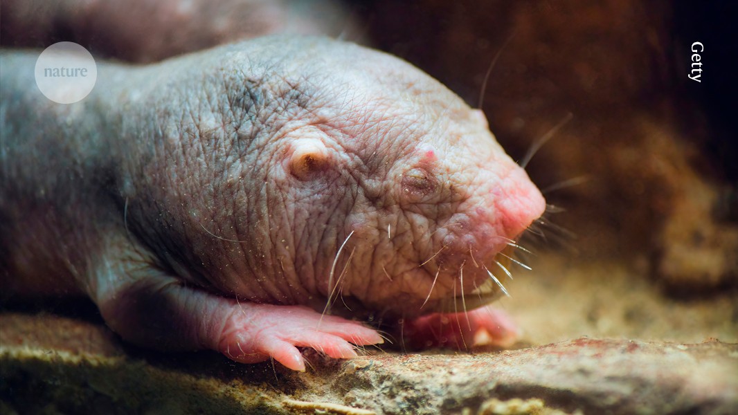 Naked mole rats live for decades — genetic tweaks reveal insights into ageing