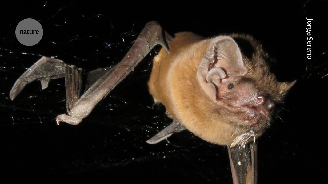 European bats capture migrating birds and eat them on the wing – Nature