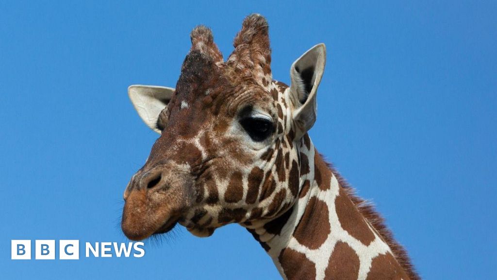 ‘Netflix’ giraffe Bashu put down after suffering kidney failure