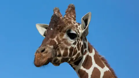 Whipsnade Zoo The head of a giraffe, with a large blue sky behind it. The giraffe is brown and cream in colour. 
