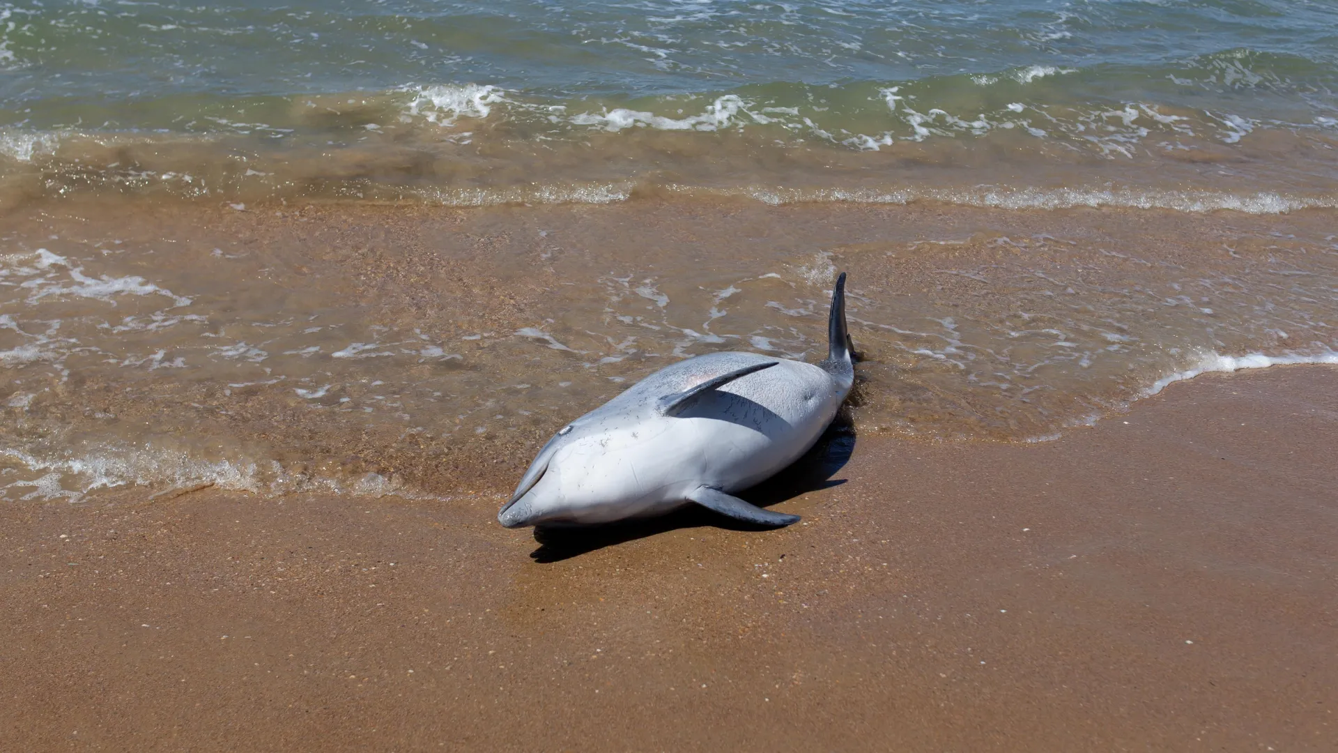 Atlantic dolphins are dying much younger. Scientists sound the alarm
